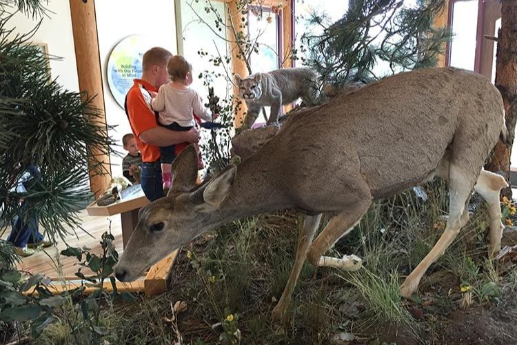Lookout Mountain Nature Center Exhibit