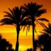 Palm-Tree-Image