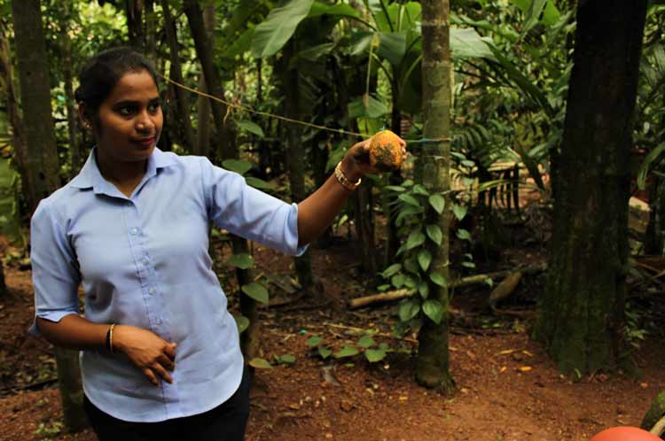 The cashew plant at Tropical Spice Plantation in Goa