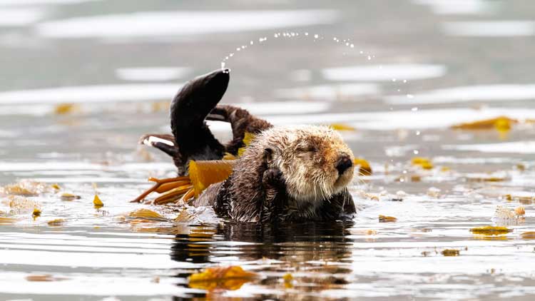 Playful otters along Avila Beach, California. Photo by Vince Shay Photography