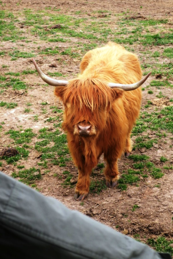 The Scottish Highland Cow is one of many diversions in the search for Bigfoot in Branson, MO. Photo by Fyllis Hockman