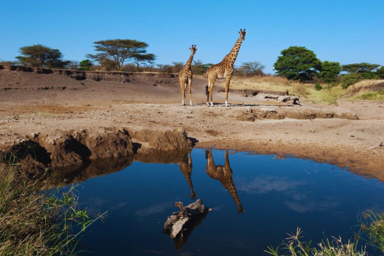 Giraffes at a water hole in the Serengeti by stevenallan from Getty Images Signature via Canva