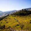 Hillside in rural Portugal.