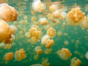Swimming in Jellyfish Lake