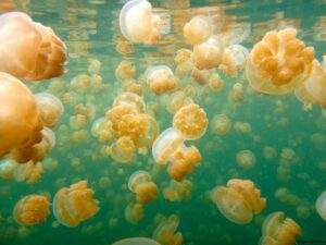 Swimming with Jellyfish in Palau, Micronesia