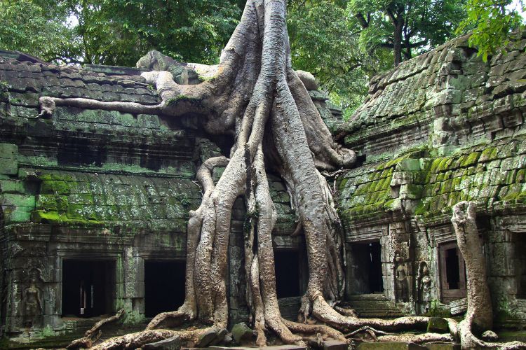 Jungle takes back a temple