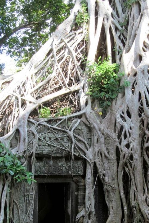 Ta Prohm
