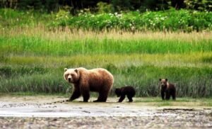 Alaska’s Denali National Park & Preserve: Hours of Wildlife, Wild Scenery and Wild Stories