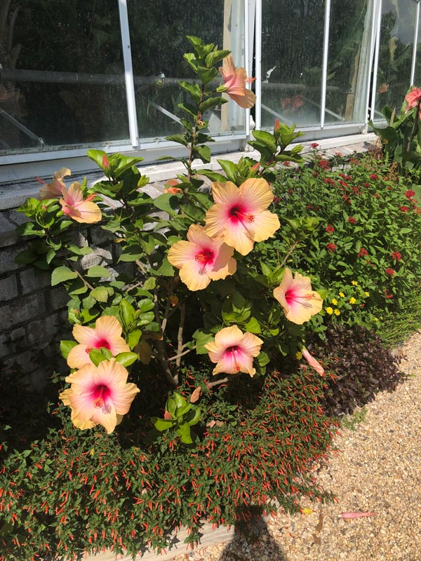 Beautiful hibiscuses outside the Hibiscus House at Planting Fields Arboretum.