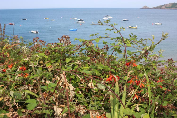 Brambles and boats at Bouley Bay on the island of Jersey in the Channel Islands