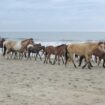 Chincoteague Island Ponies