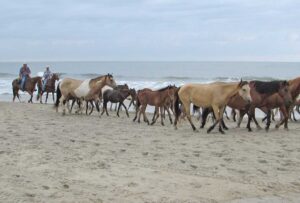 World Snapshots: Saltwater Cowboys and the Chincoteague Ponies