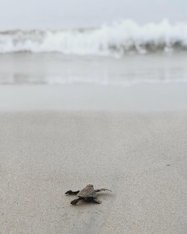 Turtle hatching on the beach