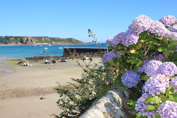 The famous hydrangea bushes that can be found all over the island of Jersey. Photo by Cleo Harratt