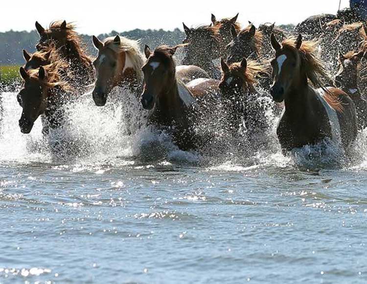 The Chincoteague Pony Swim