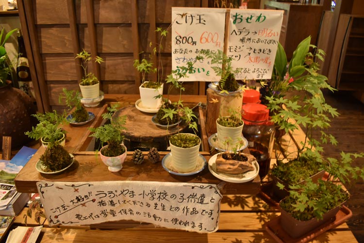 A selection of pot plants, cultivated by Yuri’s daughters.