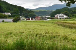 Rice fields