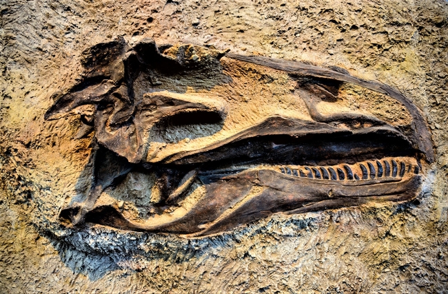 A 150-million-year-old skull is one attraction at Dinosaur National Monument in Utah. Photo by Zrfphoto/Dreamstime.com