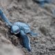 Baby sea turtles on São Tomé and Príncipe