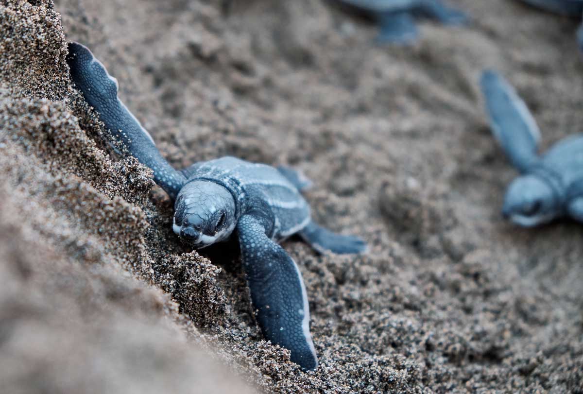 Baby sea turtles on São Tomé and Príncipe