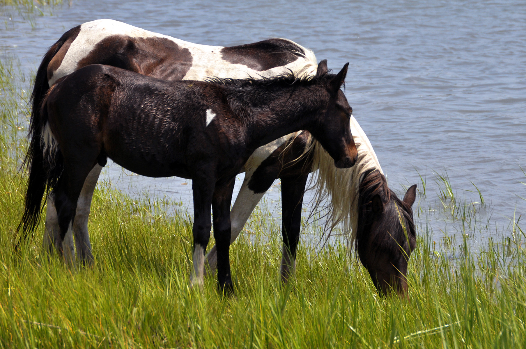 A Chincoteague pony and her foal
