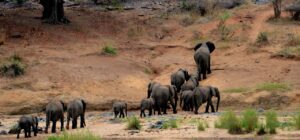 Nurturing Orphan Elephant Babies in Nairobi, Kenya