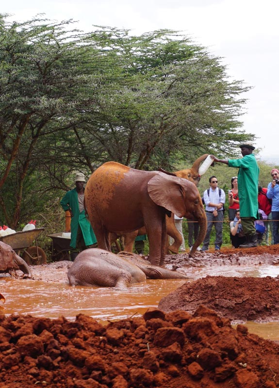 Elephants at the Orphan's Project in Kenya