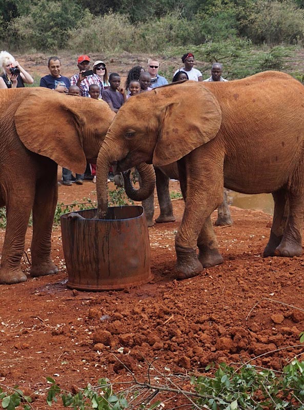 Orphan elephants in Kenya