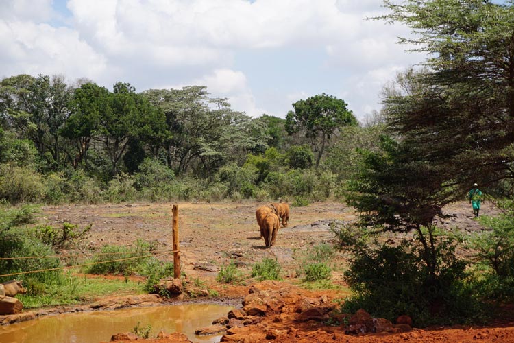 The Orphans’ Project is part of the David Sheldrick Wildlife Trust