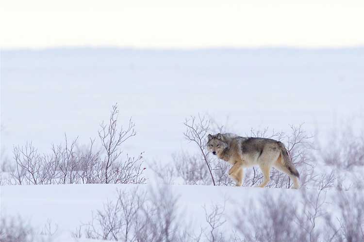 Arctic wolf, courtesy of Churchill Wild