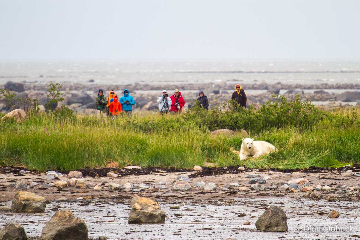 Guests view a polar bear in northern Manitoba with Churchill Wild.