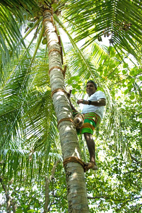 Climbing a coconut tree in the Maldives