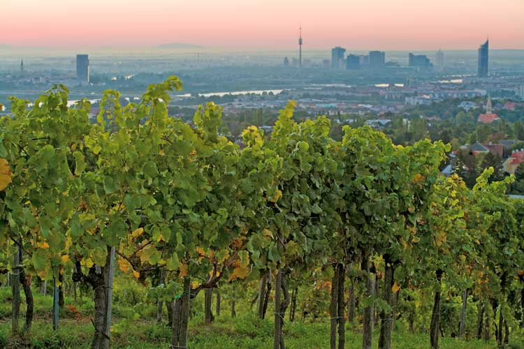 Overlooking the city from the vineyards in Vienna. 