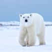 A polar bear in Arctic Manitoba Canada