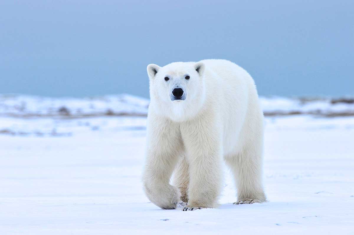 A polar bear in Arctic Manitoba Canada