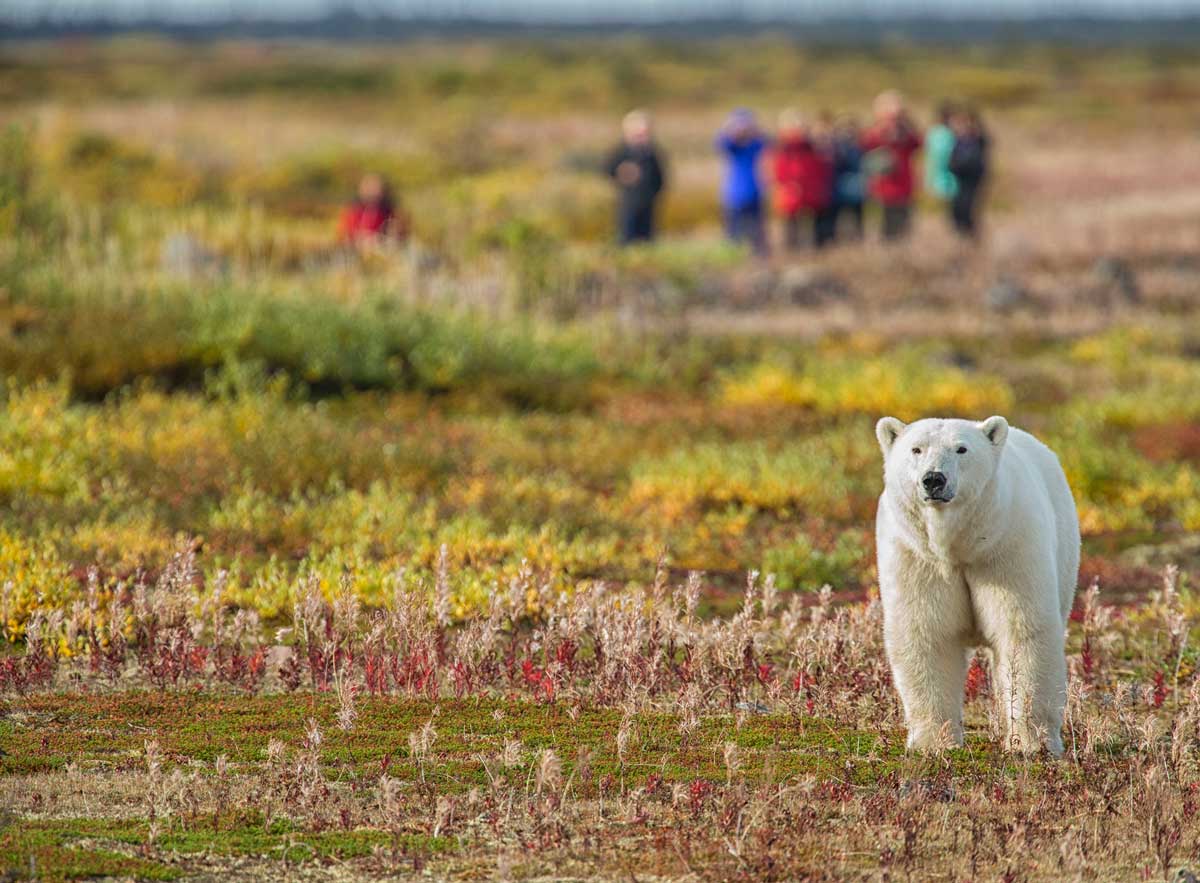 Polar bear safari with Churchill Wild