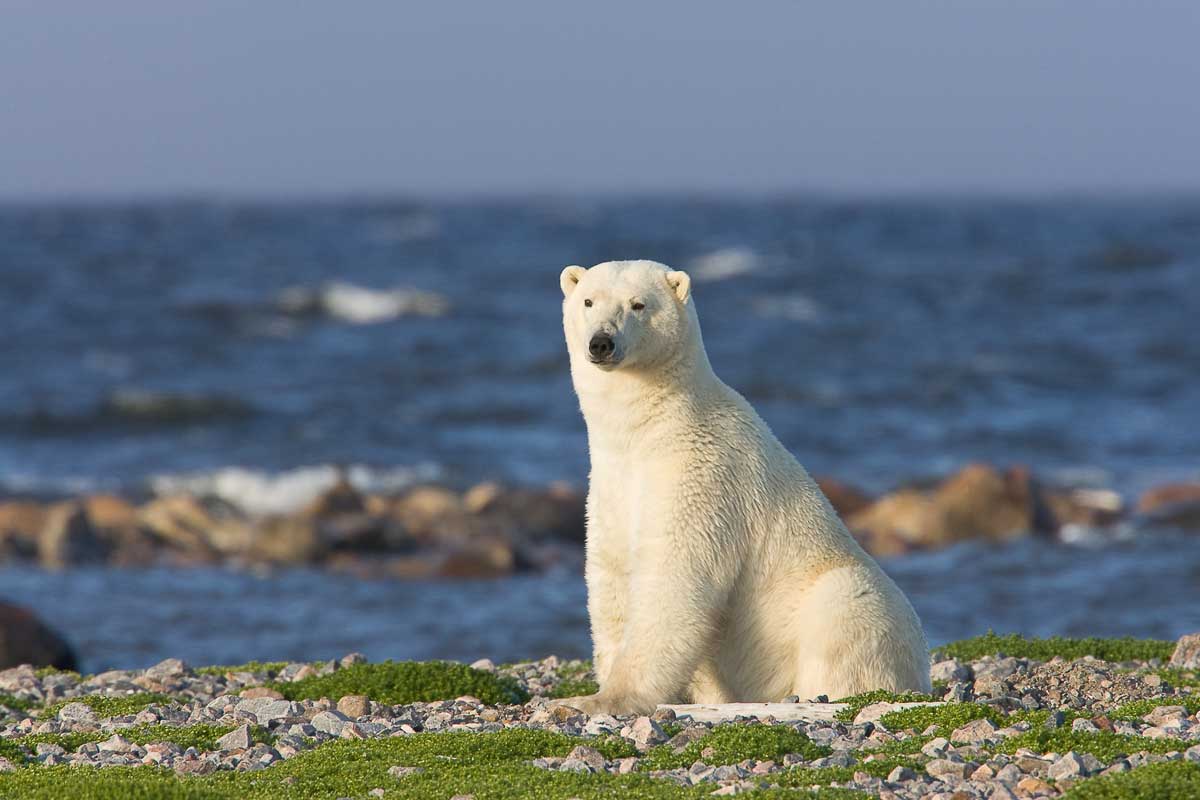 Polar bears make their home in the Arctic in northern Manitoba