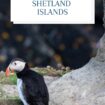 Puffins in the Shetland Islands. Photo by Joe Desousa, Unsplash, Pinterest
