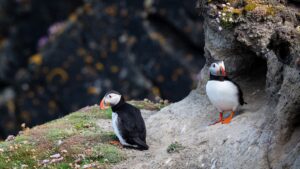 Travel in the Shetland Islands