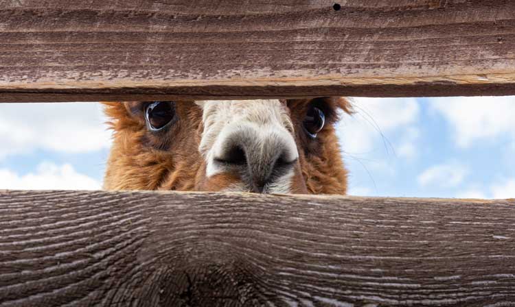 Travel comes with unexpected surprises, such as an alpaca in the kitchen. 