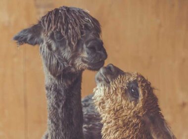 A baby alpaca? Lessons learned from travel