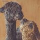 A baby alpaca? Lessons learned from travel