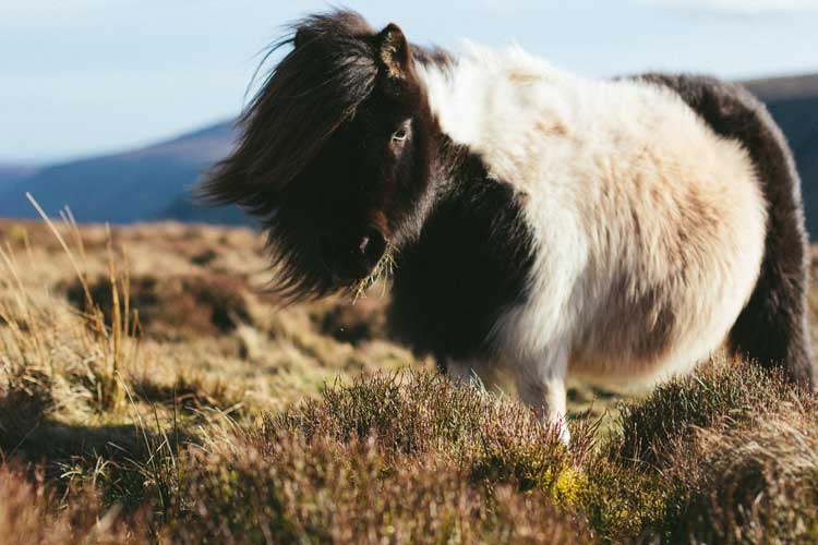 Visiting the Shetland Islands in Scotland and wildlife on these Scottish Islands