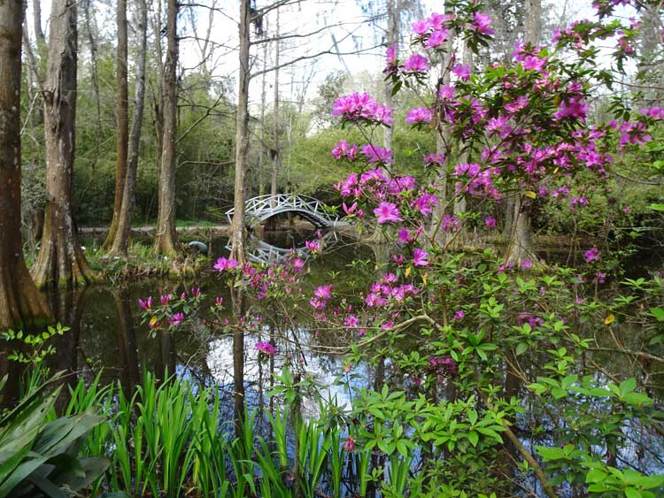 Magnolia Plantation in Charleston, South Carolina