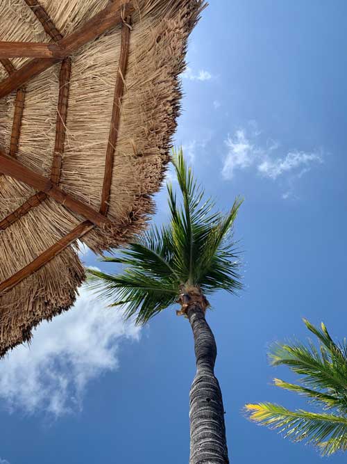 A towering palm tree above the Island beach hut.