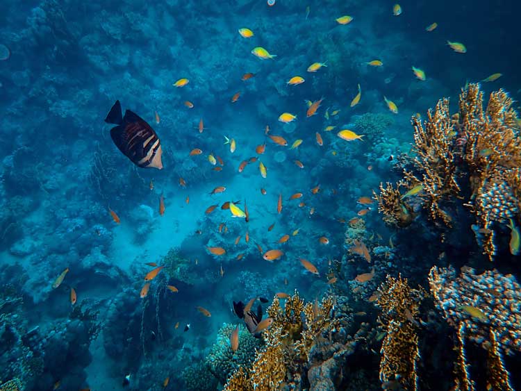 A variety of fish swim along the colorful coral that surrounds the Turks and Caicos Islands.