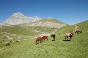 Photo Essay: Trekking in the Kashmir Valley