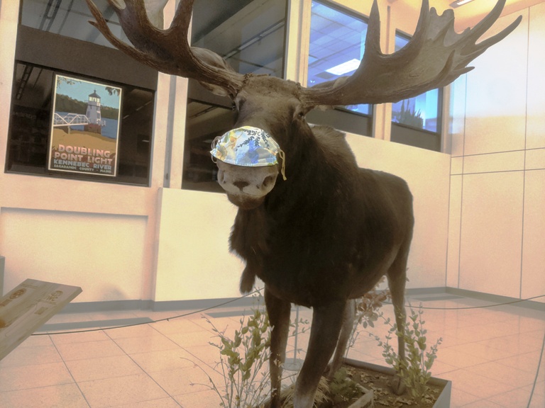 Even some moose in Maine got the mask message. Photo by Fyllis Hockman
