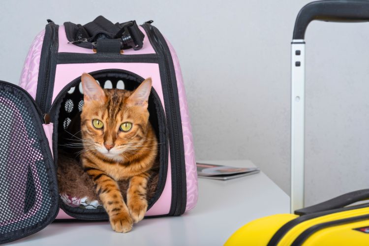 traveling cat
