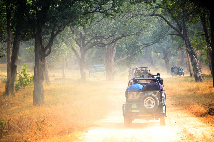 Jeeps ready for to trek into Bandhavgarh National Park in India for the safari trip.